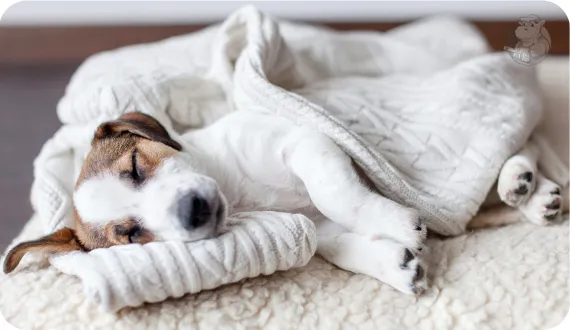 szczeniak śpiący spokojnie na swoim legowisku w cichym miejscu